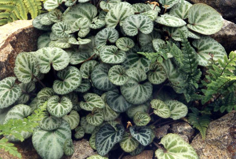 Viola Koreana Sylettas Cyclamen Leaved Violet Sylettas-корейска виола  (1183)